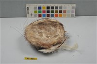 藏品(鳥巢)的圖片